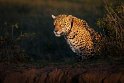 151 Zuid Pantanal, jaguar